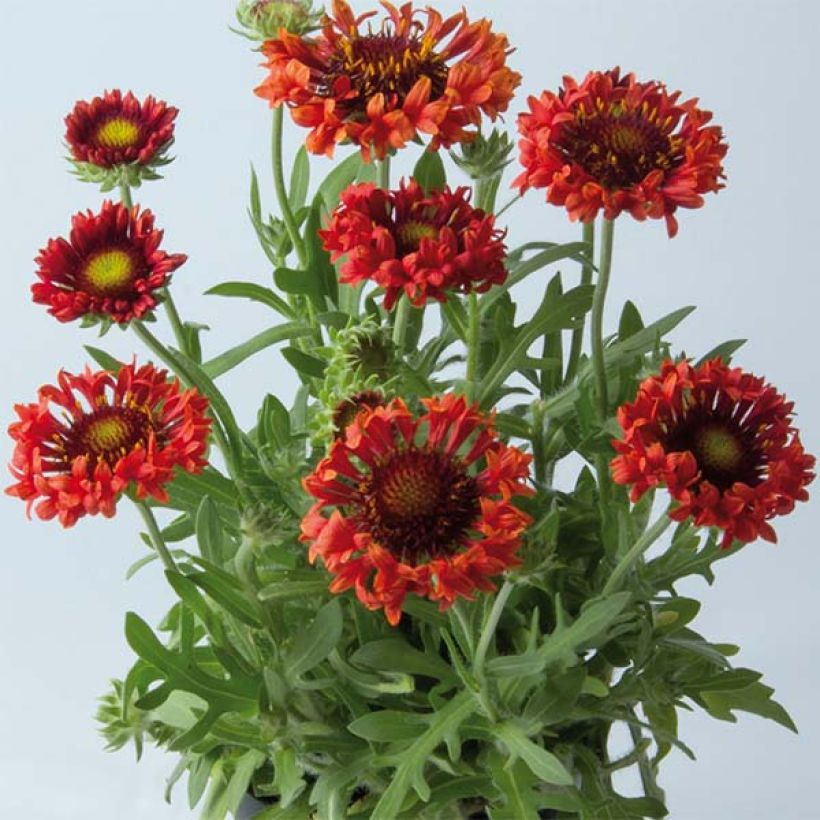 Gaillardia Fanfare Blaze (Porto)