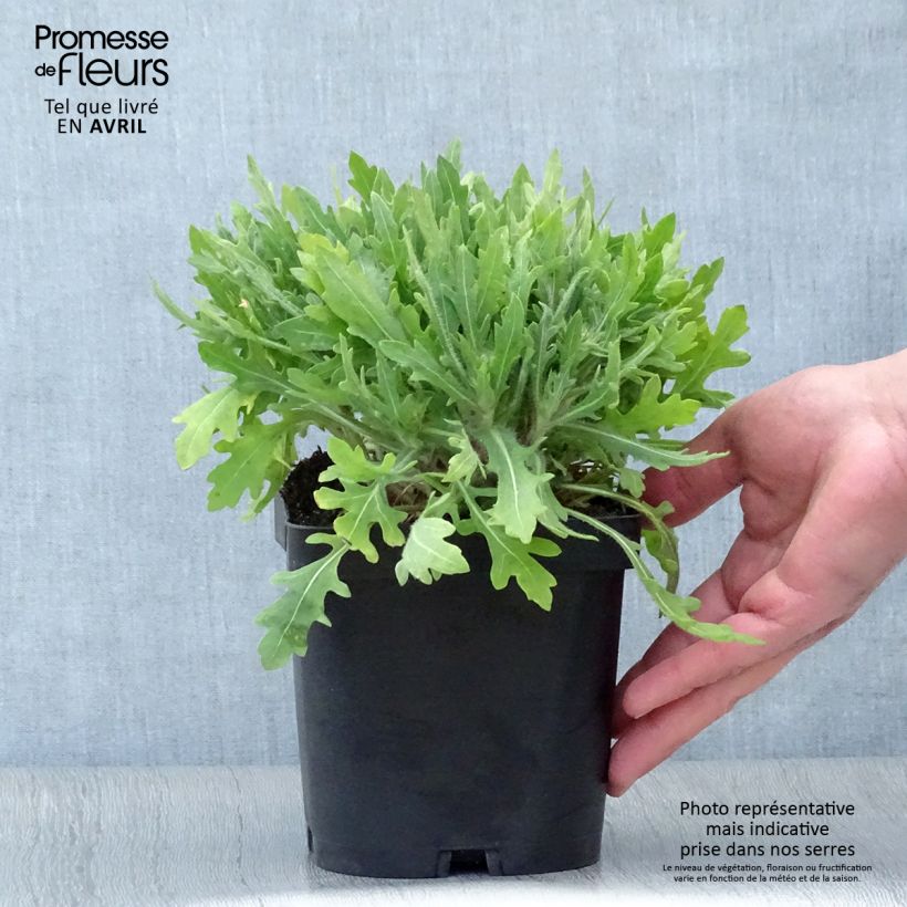 Example of Gaillardia grandiflora Kobold Vaso da 2L/3L as you get in printemps