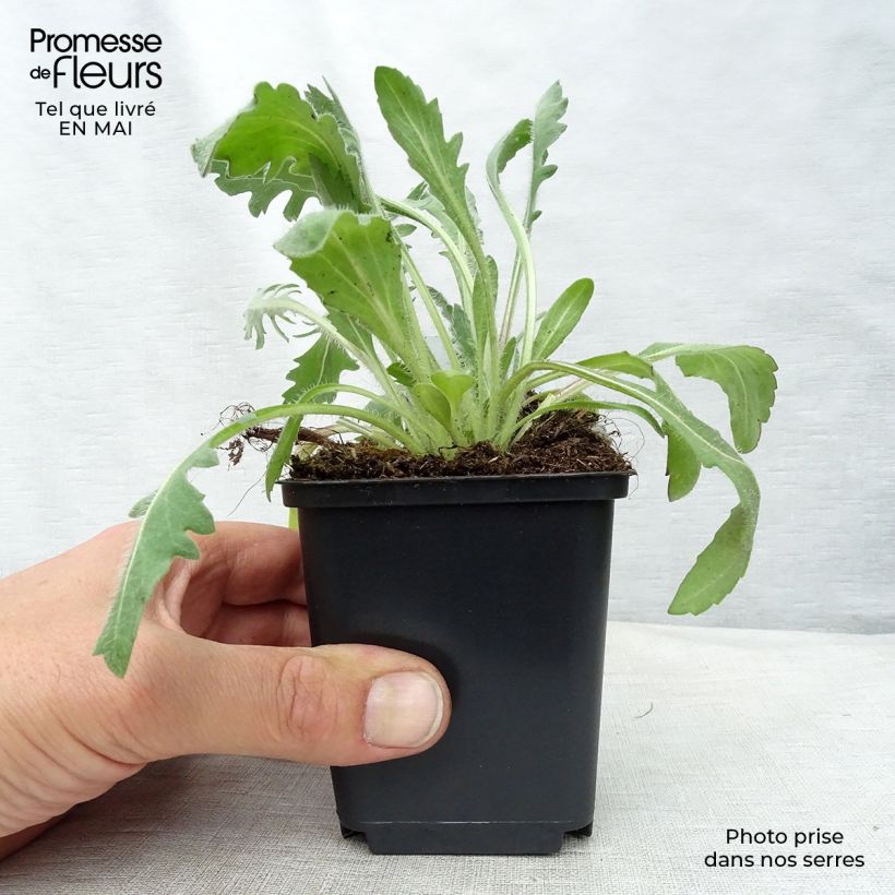 Example of Gaillardia grandiflora Kobold Vasetto da 8/9 cm as you get in printemps