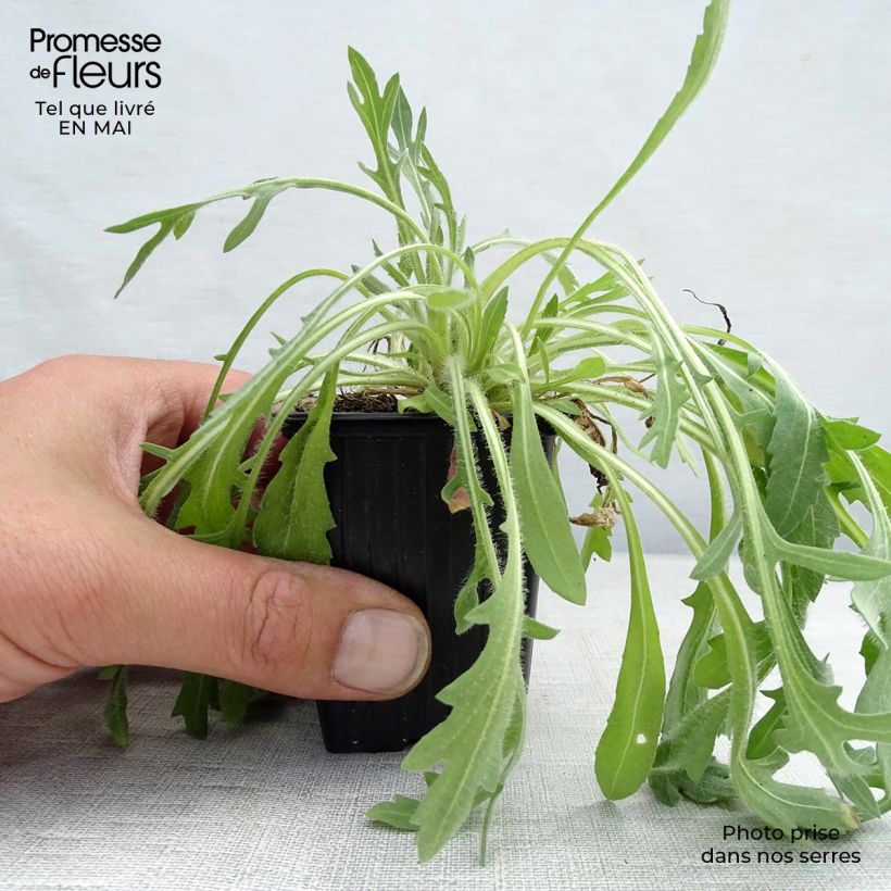 Gaillardia Lutin Vasetto da 7/8 cm esemplare consegnato in primavera