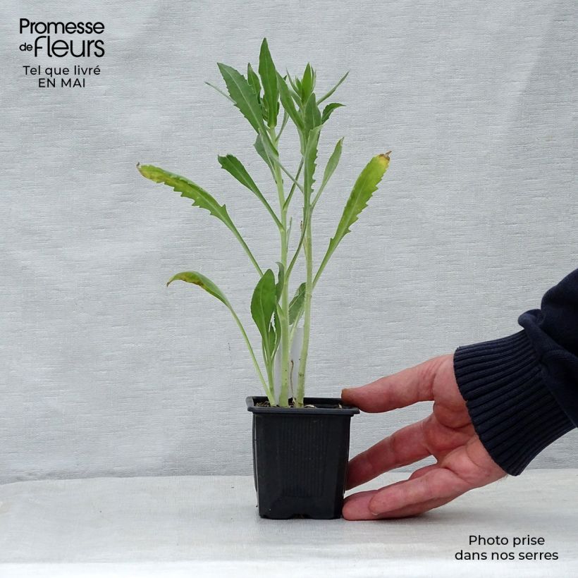 Gaillardia aristata Maxima Aurea Vasetto da 7/8 cm esemplare consegnato in primavera