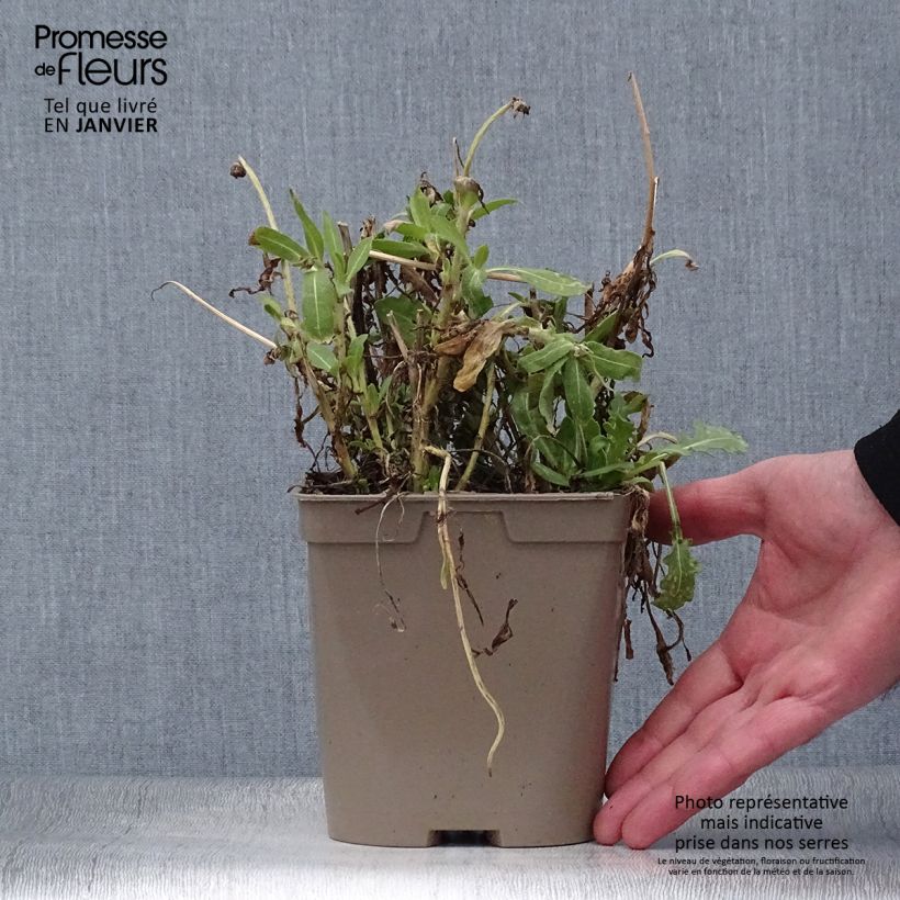 Gaillardia grandiflora Mesa Yellow Vaso da 2L/3L esemplare consegnato in inverno