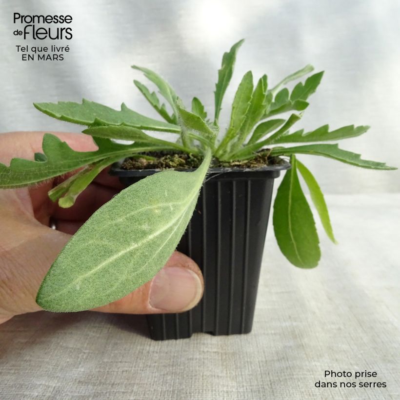 Gaillardia Royale Vasetto da 7/8 cm esemplare consegnato in primavera