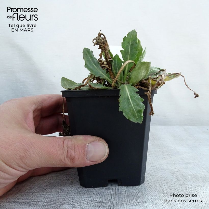 Gaillardia grandiflora Tokayer Vasetto da 8/9 cm esemplare consegnato in primavera