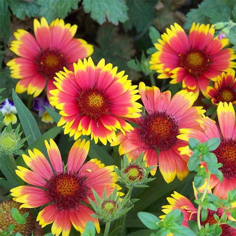 Gaillardia Lutin (Fioritura)