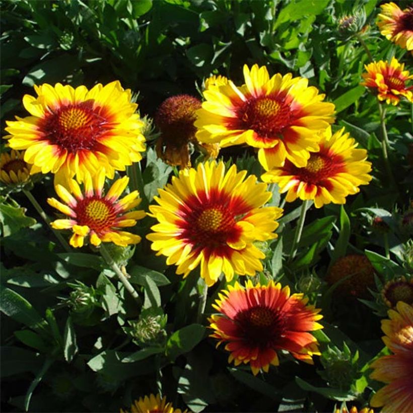 Gaillardia aristata Mesa Bright Color (Porto)