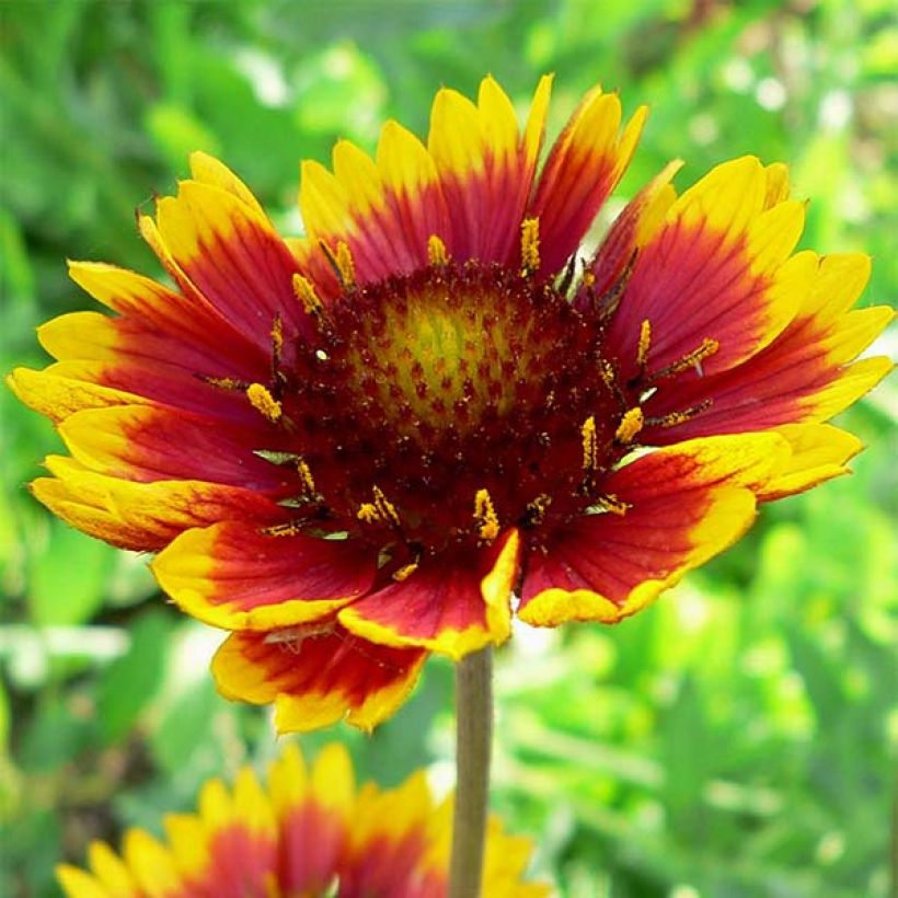 Gaillardia Royale (Fioritura)