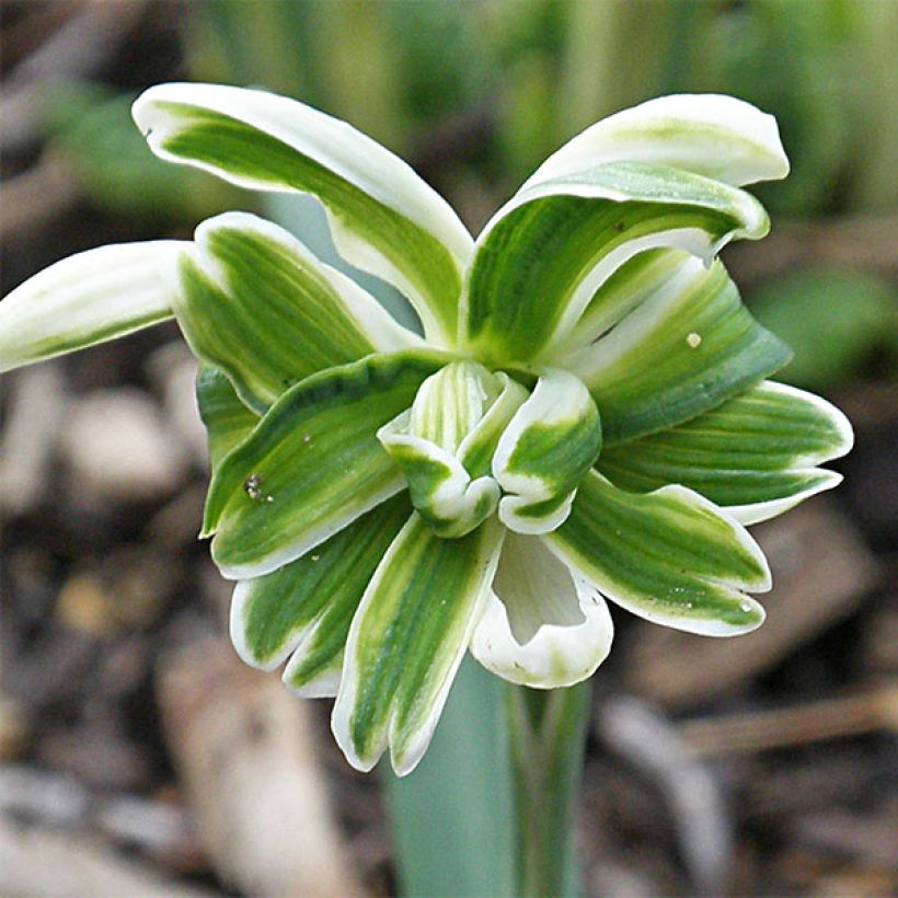 Galanthus nivalis Blewbury Tart - Bucaneve (Flowering)