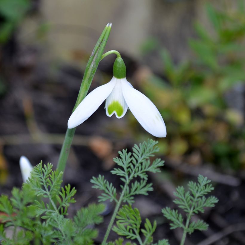 Galanthus reginae-olgae - Bucaneve (Flowering)
