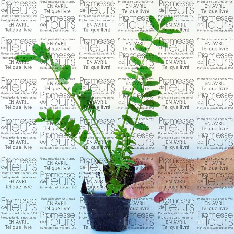 Esempio di esemplare Galega hartlandii Alba Vasetto da 8/9 cm come consegnato