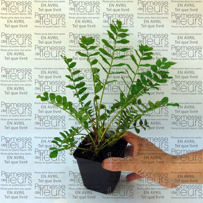 Esempio di esemplare Galega hartlandii Duchess of Bedford Vasetto da 8/9 cm come consegnato