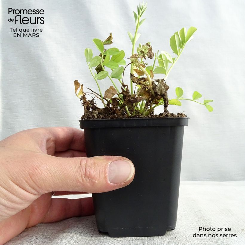 Galega officinalis - Capraggine Vasetto da 8/9 cm esemplare consegnato in primavera