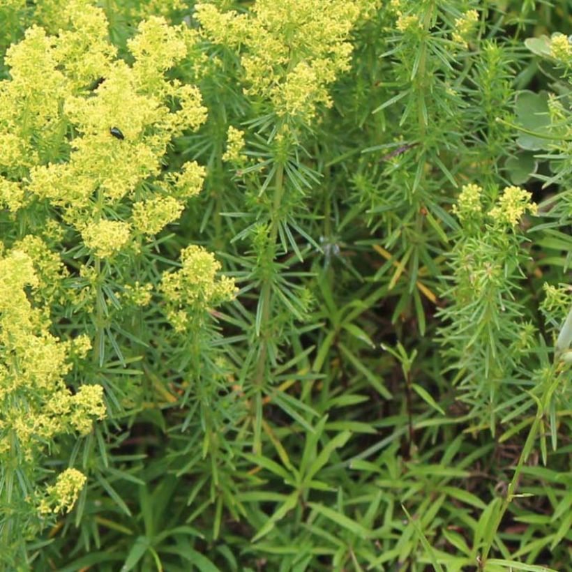 Galium verum - Caglio zolfino (Foliage)