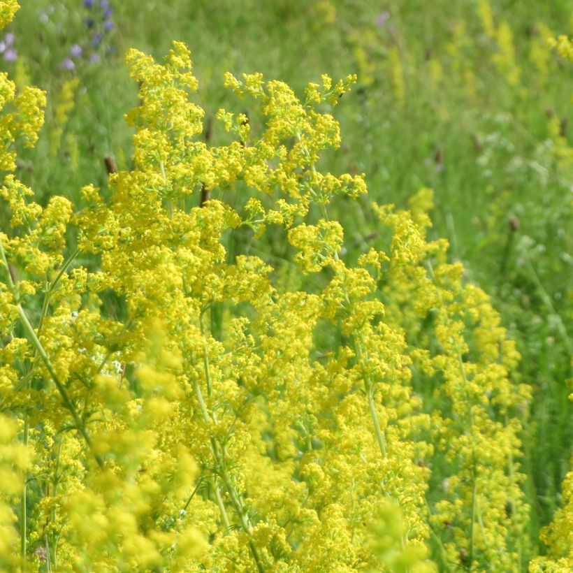 Galium verum - Caglio zolfino (Flowering)