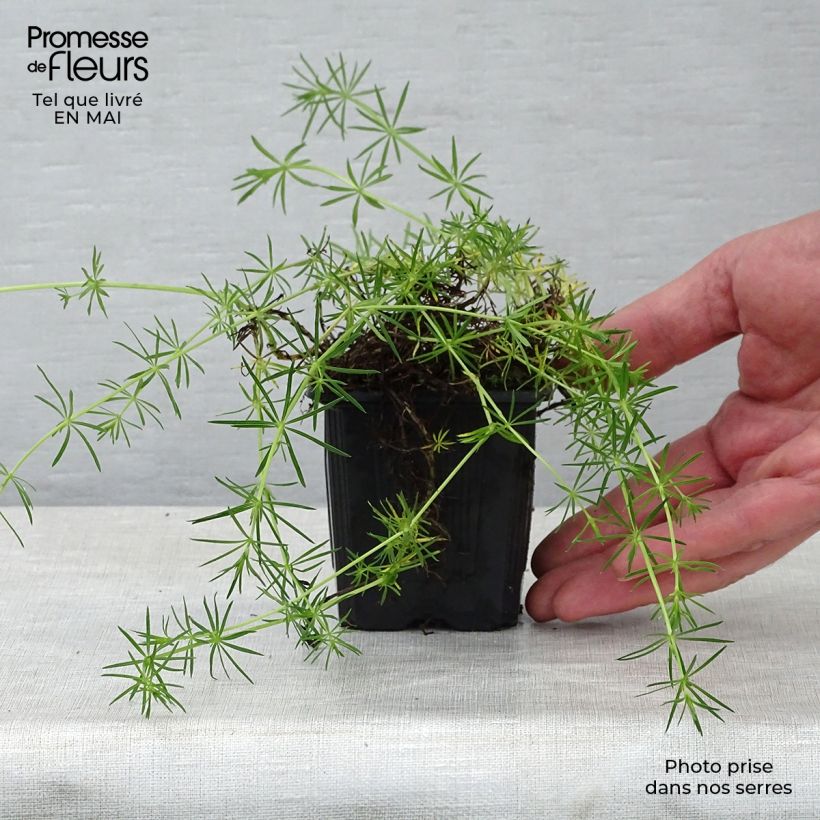 Example of Galium verum - Caglio zolfino Vasetto da 8/9 cm as you get in printemps