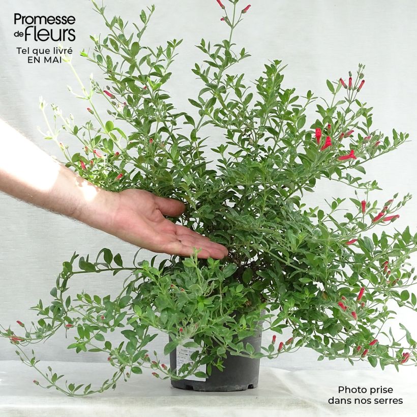 Example of Galvezia speciosa Vaso da 3L/4L as you get in printemps