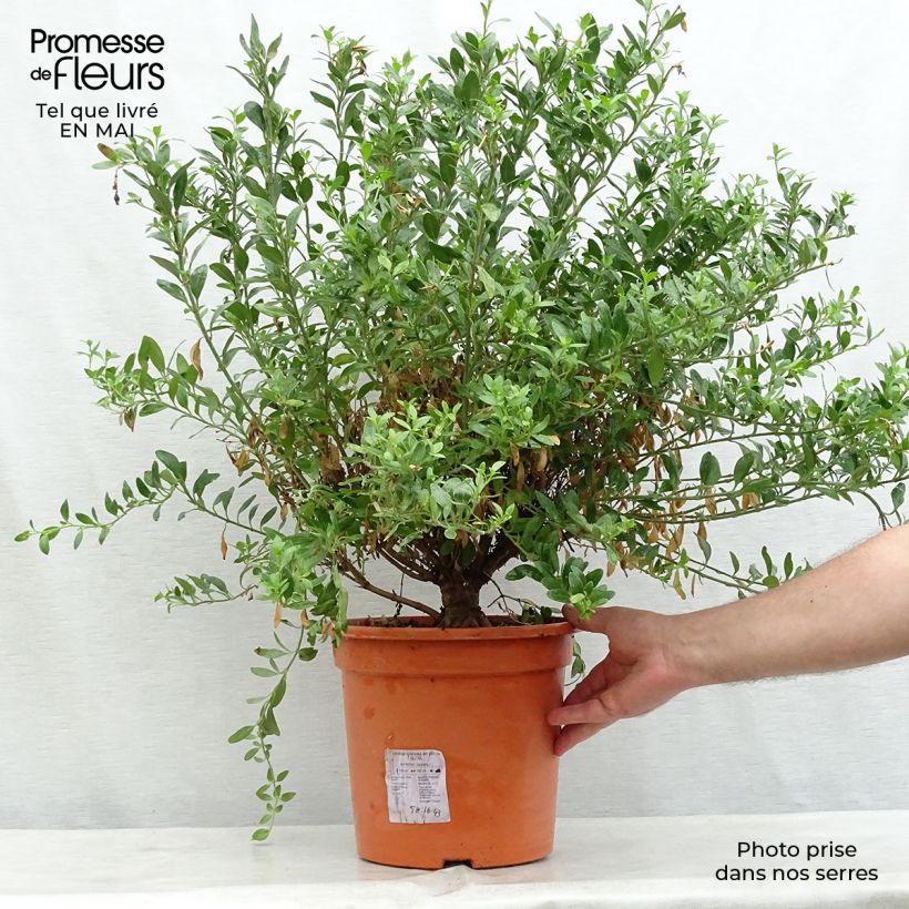 Example of Galvezia speciosa Vaso da 7,5L/10L as you get in printemps