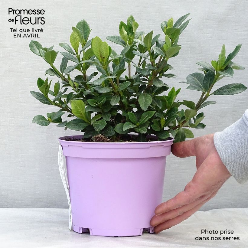 Gardenia Crown Jewel Vaso da 2L/3L esemplare consegnato in primavera