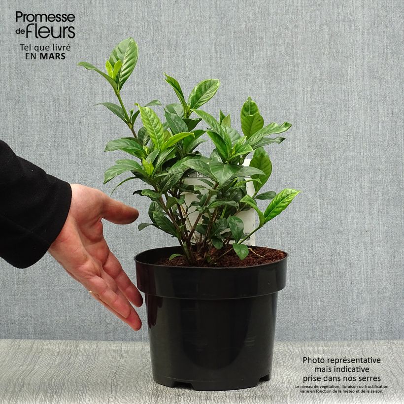 Example of Gardenia Double Diamonds Vaso da 3L/4L as you get in printemps