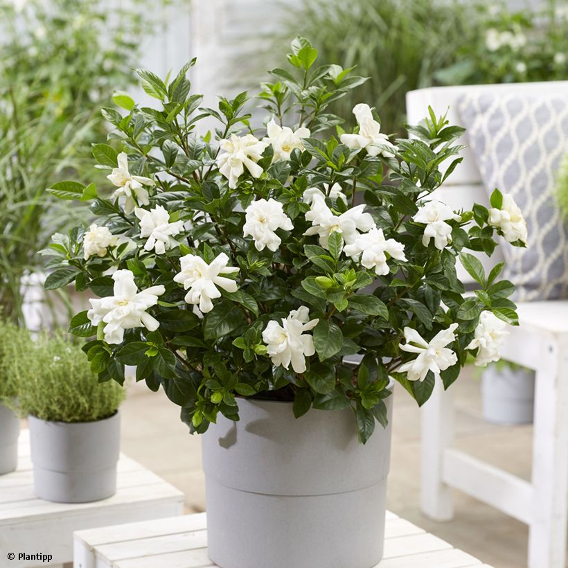Gardenia Double Diamonds (Plant habit)