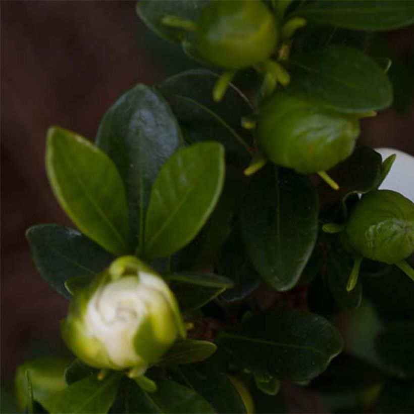 Gardenia Double Mint (Foliage)