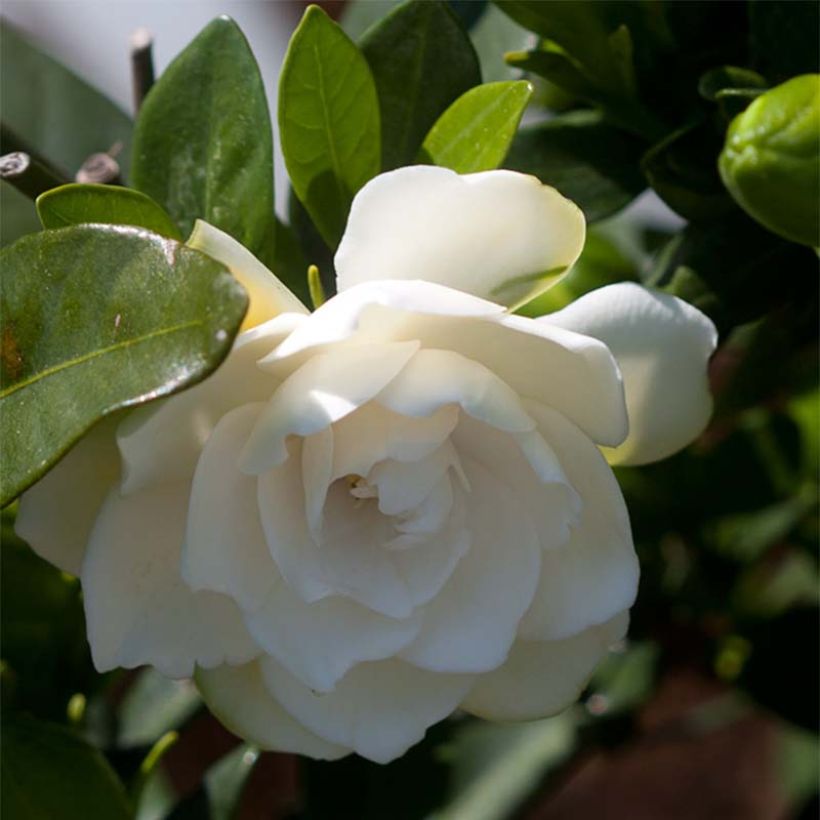 Gardenia Double Mint (Flowering)