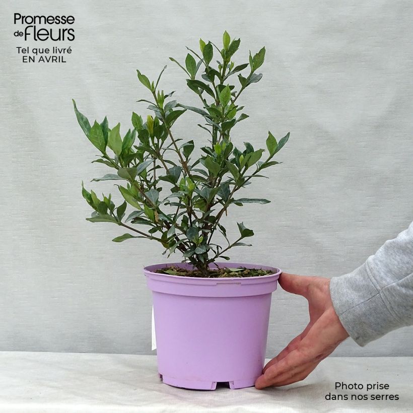 Example of Gardenia Double Mint Vaso da 2L/3L as you get in printemps
