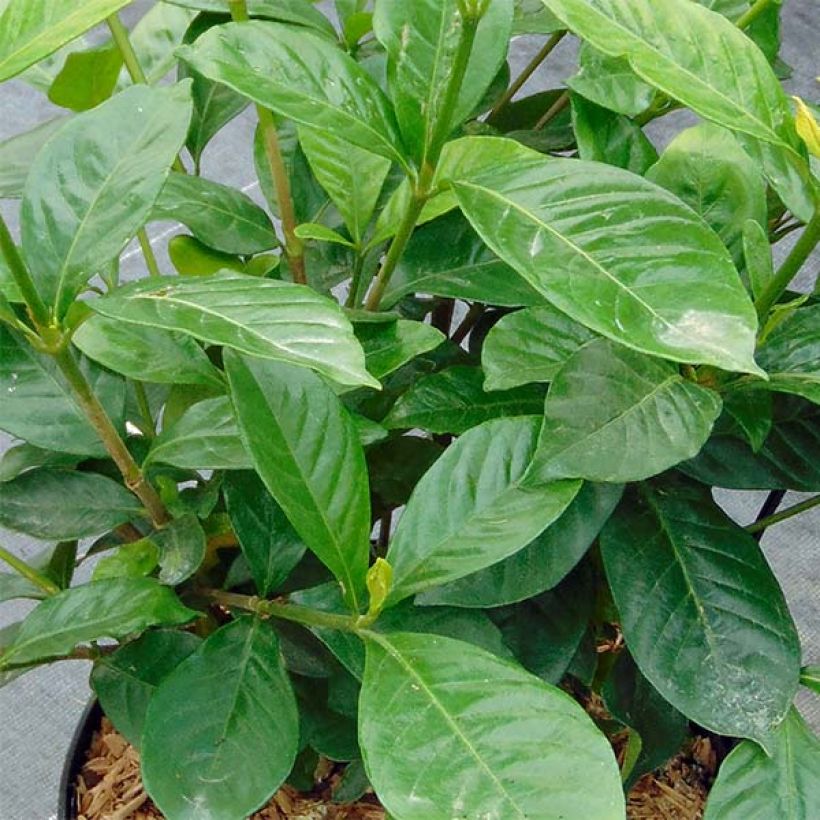 Gardenia Summer Snow (Foliage)