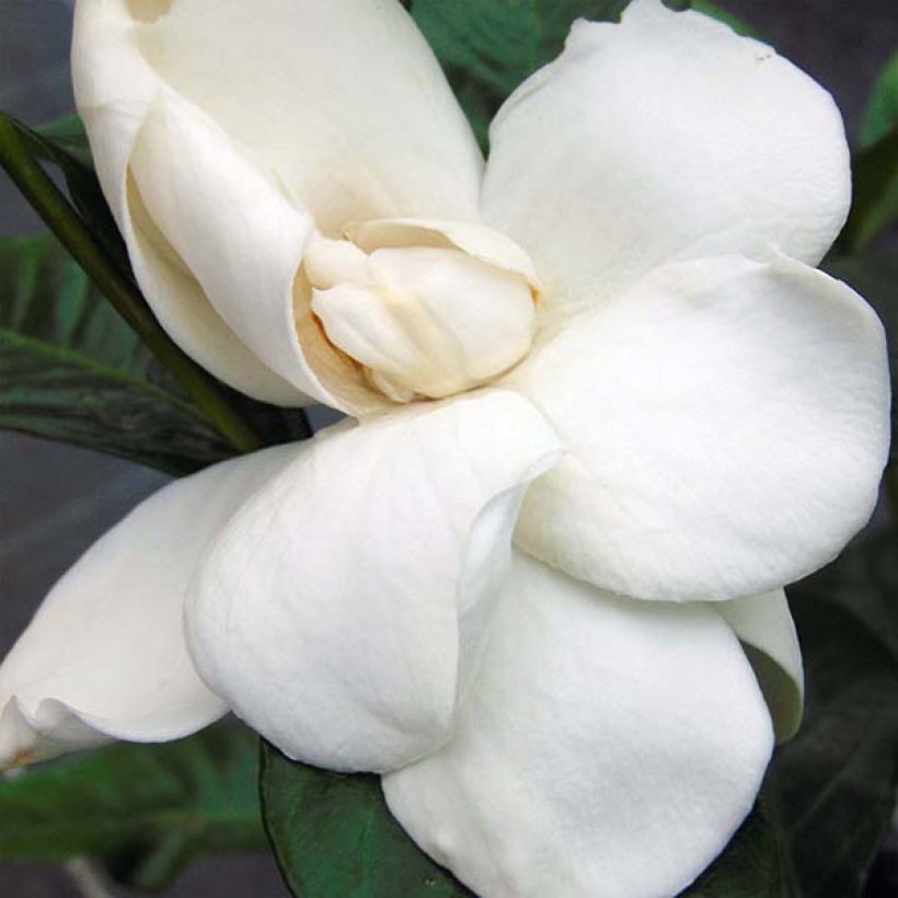 Gardenia Summer Snow (Flowering)