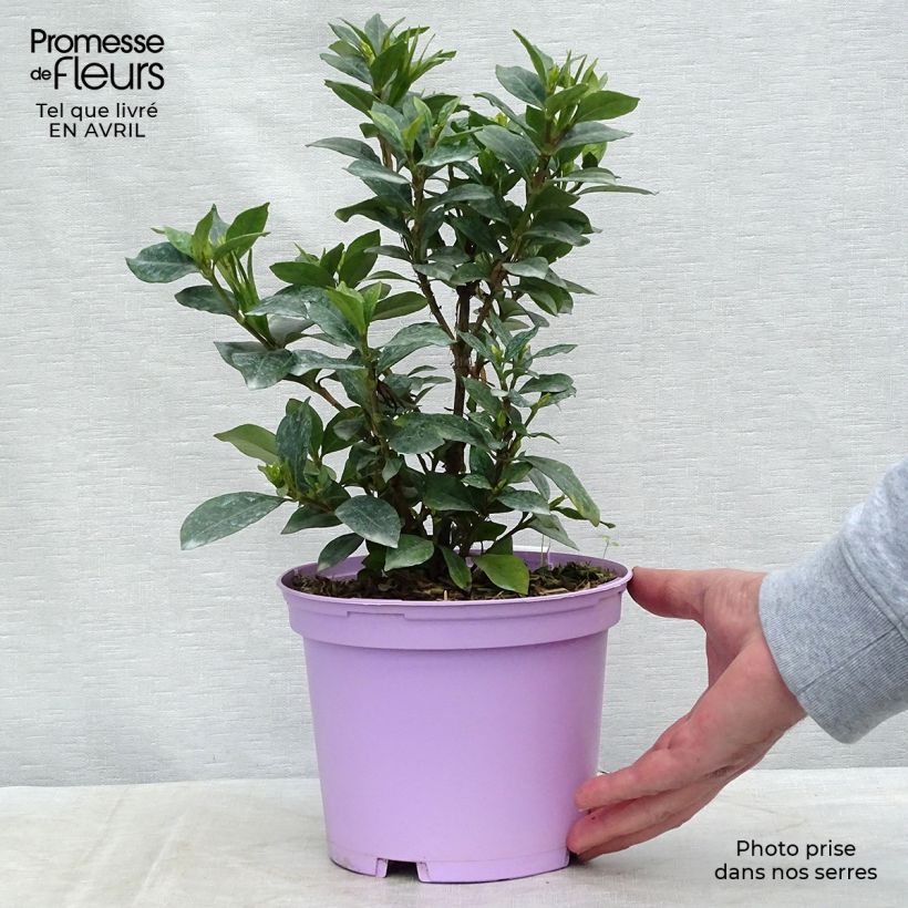 Example of Gardenia Pinwheel Vaso da 2L/3L as you get in printemps