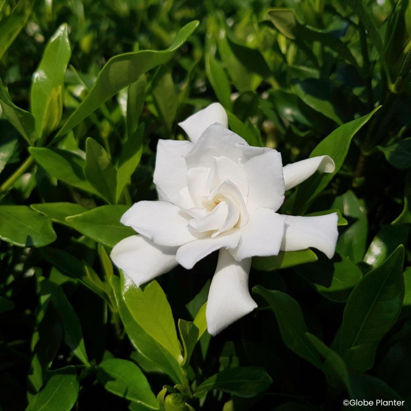 Gardenia Fool Proof (Fioritura)