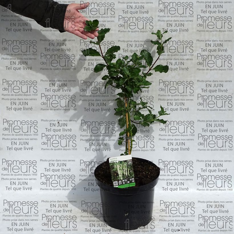 Esempio di esemplare Garrya elliptica Vaso da 7,5L/10L come consegnato