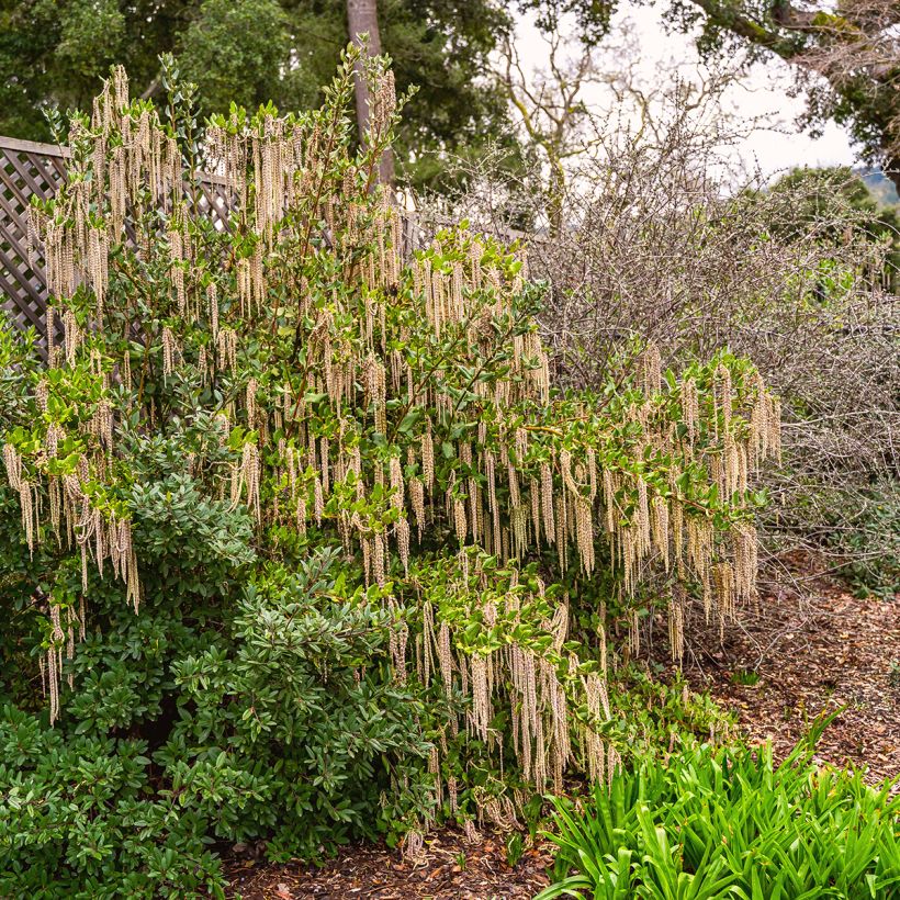 Garrya elliptica (Porto)