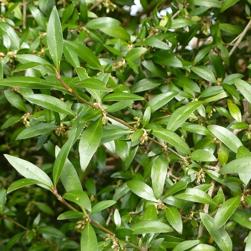Garrya thuretii (Foliage)
