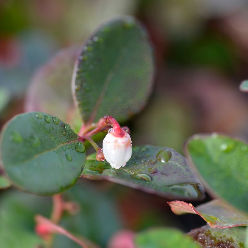 Gaultheria procumbens Big Berry (Fioritura)
