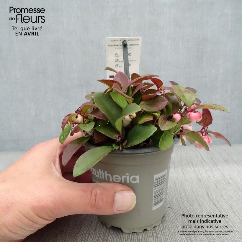 Gaultheria procumbens Color Surprise Vaso da Ø 10 cm/11 cm esemplare consegnato in primavera