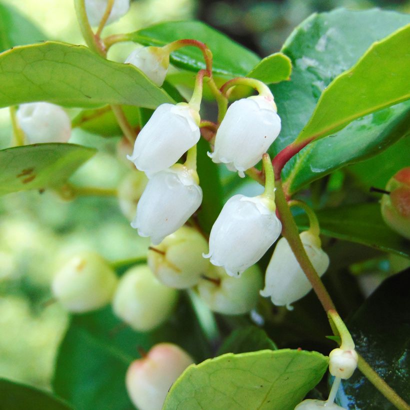 Gaultheria procumbens - Tè del Canada (Flowering)