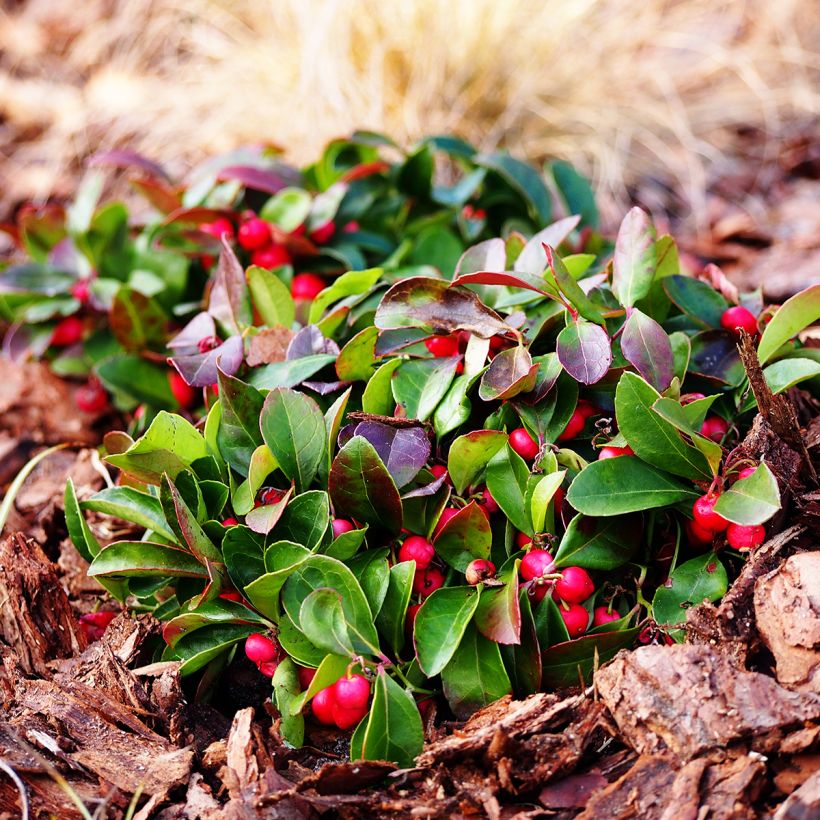 Gaultheria procumbens - Tè del Canada (Plant habit)