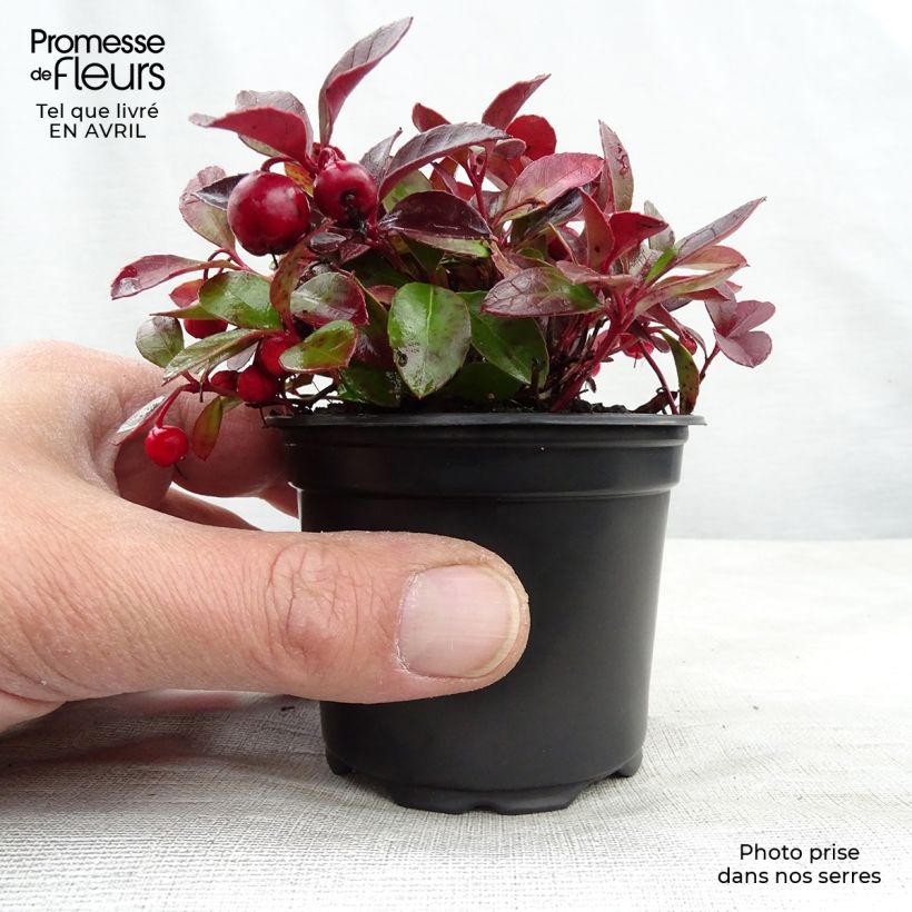 Example of Gaultheria procumbens - Tè del Canada Vasetto da 8/9 cm as you get in printemps