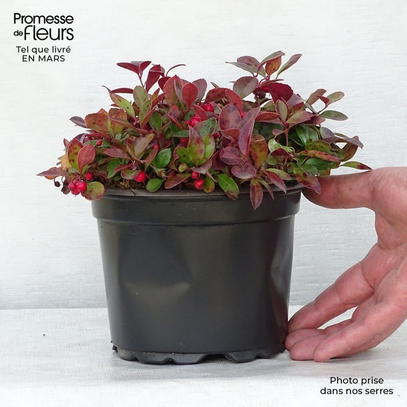 Example of Gaultheria procumbens - Tè del Canada Vaso da 2L/3L as you get in printemps