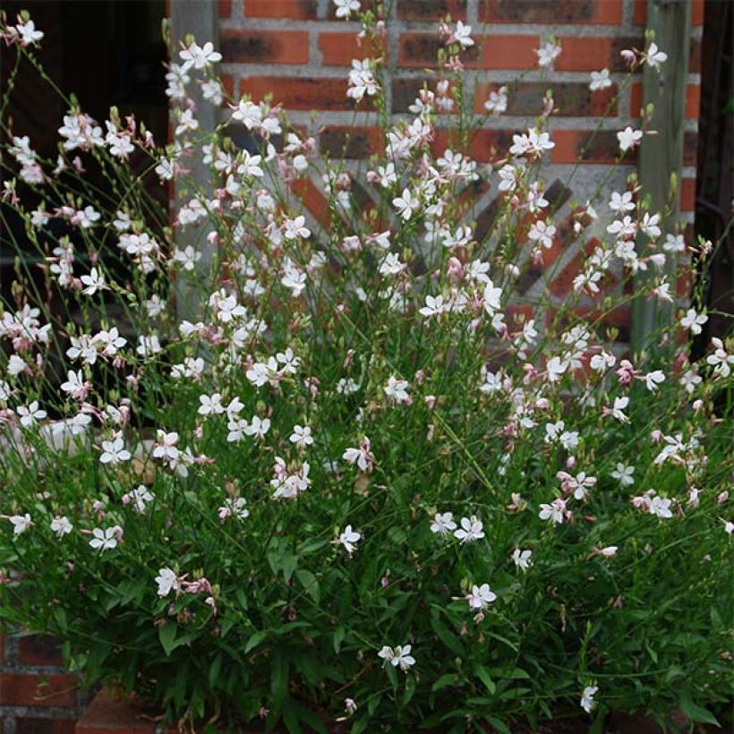 Gaura White (Plant habit)