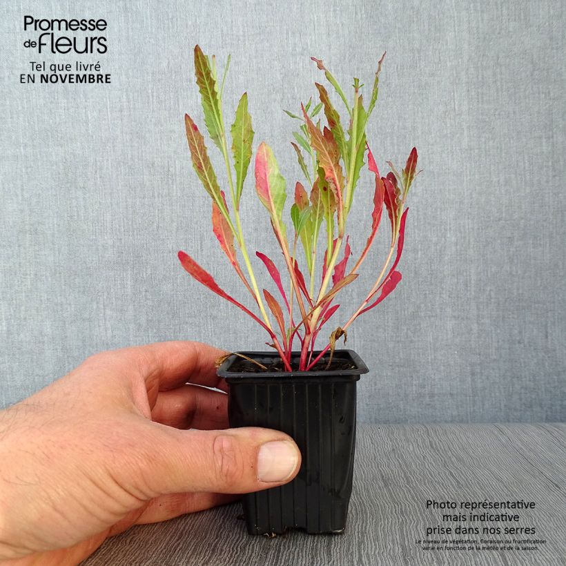 Esemplare di Gaura White Vasetto da 7/8 cm come consegnato in autunno