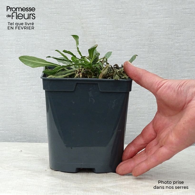 Example of Gaura White Vaso da 2L/3L as you get in hiver