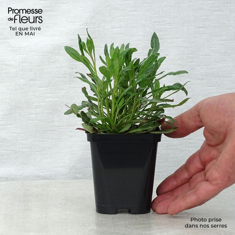 Example of Gaura White Vasetto da 7/8 cm as you get in printemps