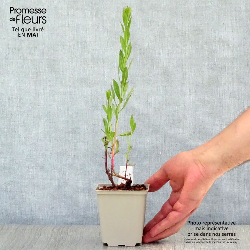 Gaura Blaze Vasetto da 8/9 cm esemplare consegnato in primavera