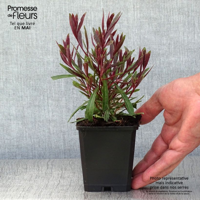 Gaura Cherry Brandy Vasetto da 8/9 cm esemplare consegnato in primavera