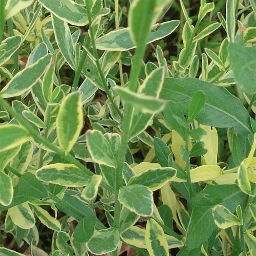 Gaura Corrie's Gold (Fogliame)