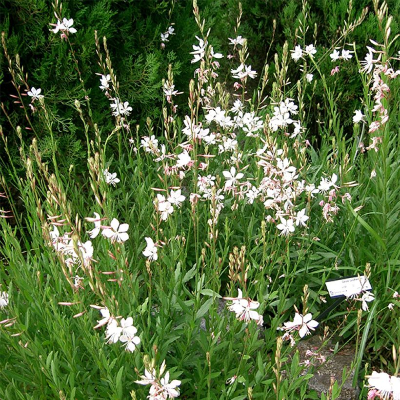 Gaura Corrie's Gold (Porto)