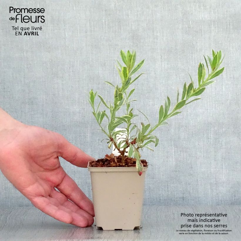 Example of Gaura Freefolk Rosy Vasetto da 8/9 cm as you get in printemps