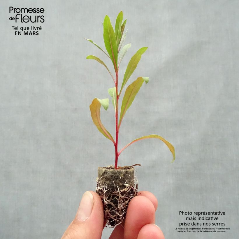 Gaura Lollipop Pink Mini zolla Ø 1,5/2,5 cm esemplare consegnato in primavera